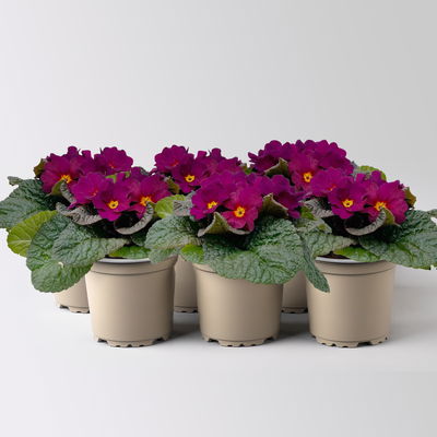 Primel 'Obsidian', lila, Topf-Ø 12 cm, 6 Pflanzen Primel 'Obsidian', lila, Topf-Ø 12 cm, 6 Pflanzen