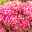 Garten-Fetthenne 'Herbstfreude' rosa, Topf-Ø 11 cm, 3er-Set