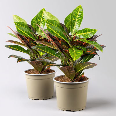 Wunderstrauch 'Petra', Topf-Ø 17 cm, Höhe ca. 40 cm, 2 Pflanzen Wunderstrauch 'Petra', Topf-Ø 17 cm, Höhe ca. 40 cm, 2 Pflanzen