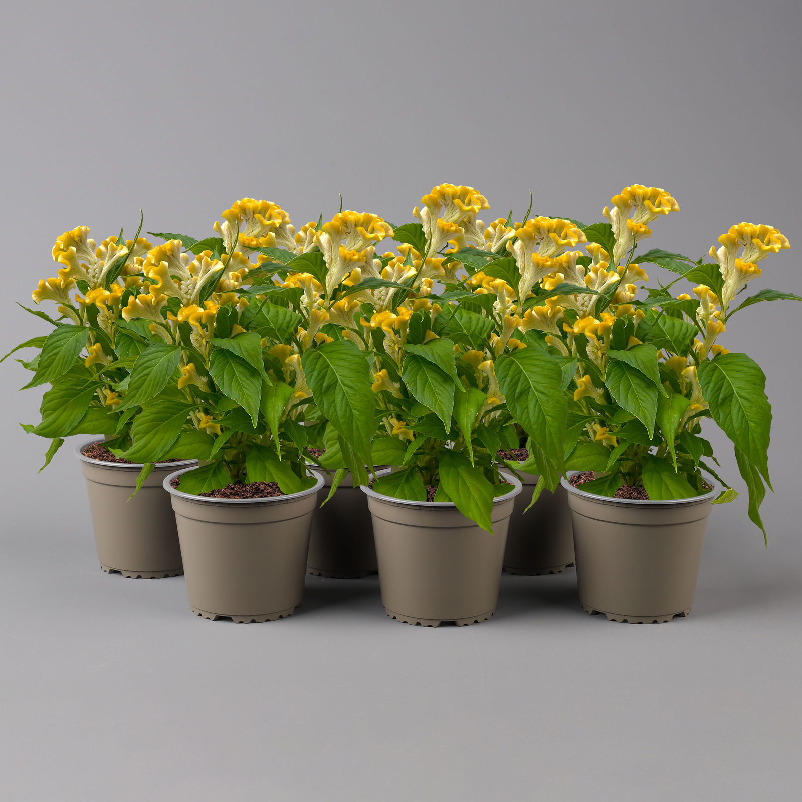 Celosia 'Hot Topic Yellow' gelb, Topf-Ø 12 cm, 6er-Set