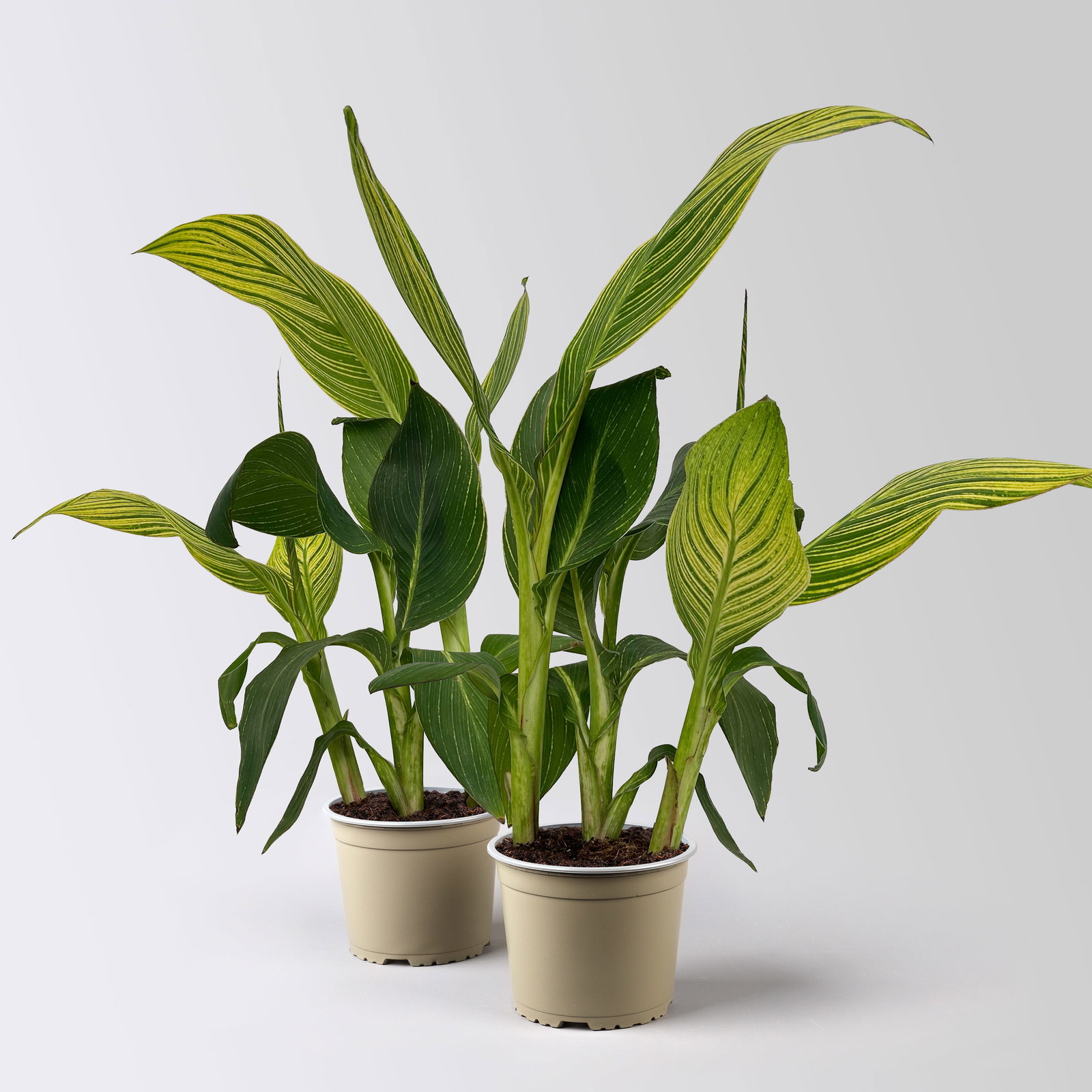 Canna 'Pretoria', Blätter gestreift, Topf-Ø 17 cm, 2 Pflanzen
