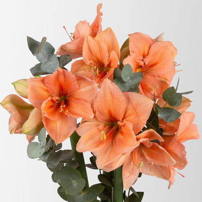 Schnittblumen-Mix aus 3 lachsfarbenen Amaryllis & 3 Eukalyptus Schnittblumen-Mix aus 3 lachsfarbenen Amaryllis & 3 Eukalyptus