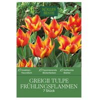 Greigii Tulpe, rot/orange, 7 Blumenzwiebeln