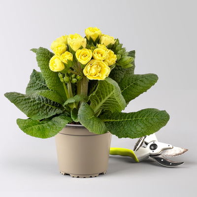 Pflanzenkreation Primelliebe, 9 Pflanzen inkl. Erde & Dünger