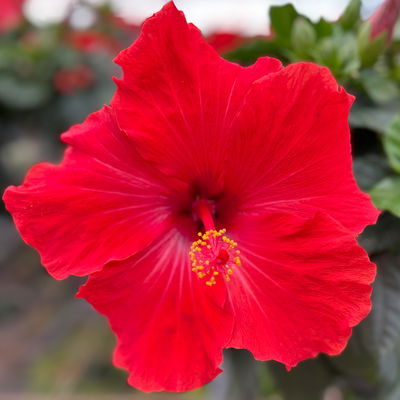 Hibiskus, rot, Stamm, Topf-Ø 17 cm, Höhe ca. 70cm