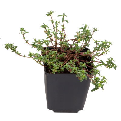 Sonnenröschen 'Bronzeteppich', orange-braun, Topf 9x9 cm, 3 Pflanzen Sonnenröschen 'Bronzeteppich', orange-braun, Topf 9x9 cm, 3 Pflanzen