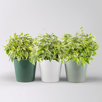 Birkenfeige 'Kinky' in Topf Dallas seegrün,gl.blau,weiß, Topf-Ø 12 cm, 3Pflanzen