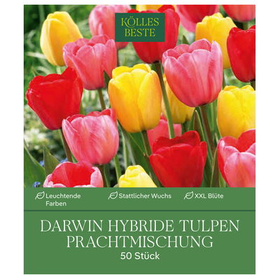 Darwin Hybride Tulpen Prachtmischung 50 Blumenzwiebeln Darwin Hybride Tulpen Prachtmischung 50 Blumenzwiebeln