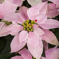 Bio Herbststern, Euphorbia 'Princettia'®, rosa, pink & weiß,Topf-Ø12 cm, 3er-Set