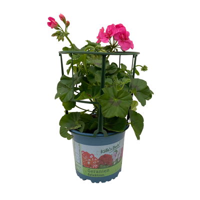 Geranie 'Temprano Marimba' pink, hängend,Topf-Ø 13 cm, 6er-Set