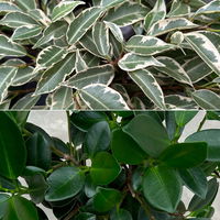 Ficus Flechtstamm Mix 'Kumani' & 'Maya' , Topf-Ø 12 cm, Höhe ca. 40 cm, 2 Stück