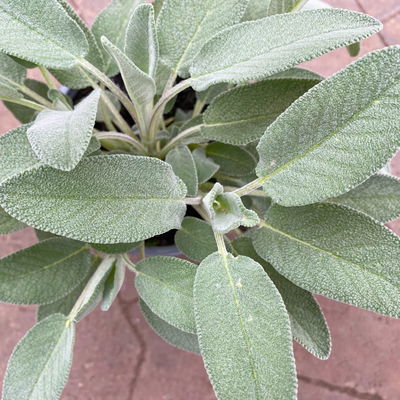 Bio Salbei großblättrig, Topf-Ø 12cm