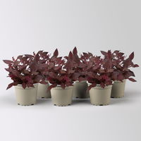 Alternanthera 'Choco Chili', dunkelviolett, Topf 12 cm Ø, 6 Pflanzen