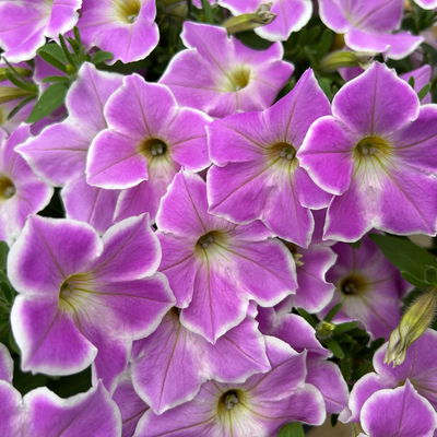 Petunie 'Cascadia Lilac Frost' flieder-weiß, hängend, Topf-Ø 13 cm, 6 Pflanzen