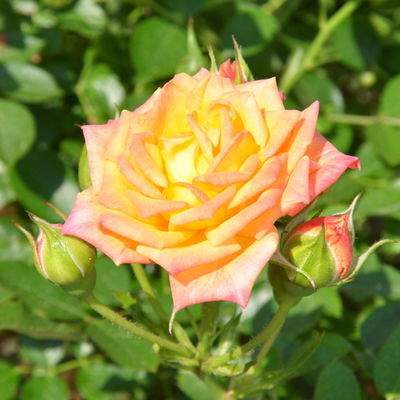 Zwergrose 'Little Sunset®', gelb mit rotem Rand, Topf 3 Liter, 4 Pflanzen