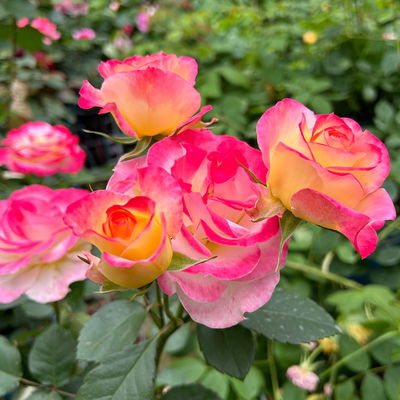 Beetrose 'Euphoria'®, gelb/rot, Topf 5 Liter Beetrose 'Euphoria'®, gelb/rot, Topf 5 Liter