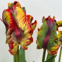 Papagei-Tulpe orange-rot, vorgetrieben, Topf-Ø 15 cm, 3 Pflanzen