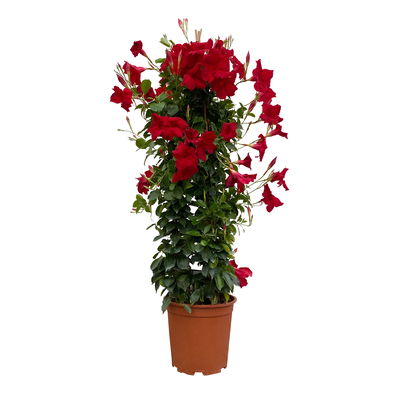 Dipladenie, rot, Pyramide, Topf-Ø 23 cm, Höhe ca. 110 cm