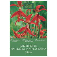 Kölles Beste Jakobslilie Sprekelia Formosissima rot, 1 Blumenknolle