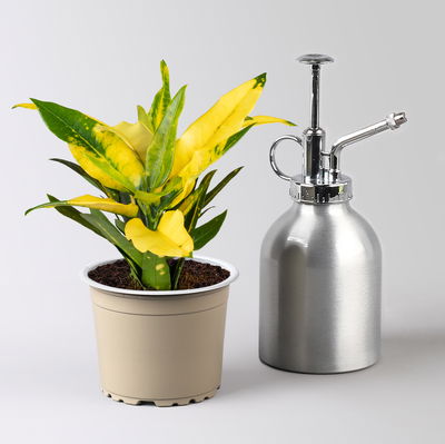 Grünpflanzenset für Grüne Wand, bunter Mix, Topf-Ø 8,5 cm, 12 Pflanzen