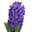 Hyazinthe blau, vorgetrieben, Schale-Ø 27 cm