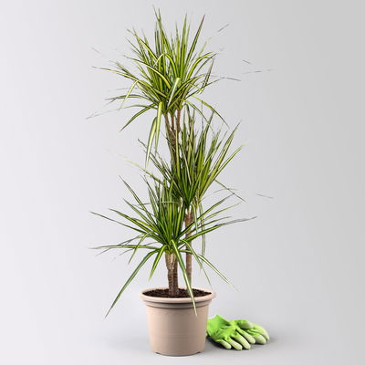 Gerandeter Drachenbaum 'Sunray', 3er-Tuff, Topf-Ø 21 cm, Höhe ca. 90 cm