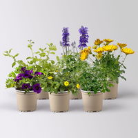 Pflanzenkreation 'Swimmingpool', 6 Pflanzen