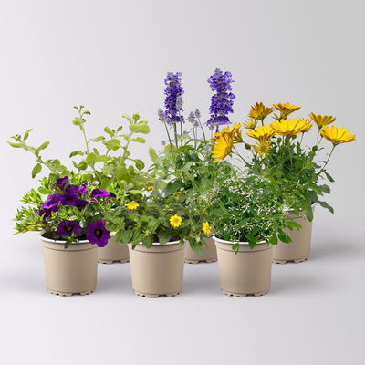 Pflanzenkreation 'Swimmingpool', 6 Pflanzen