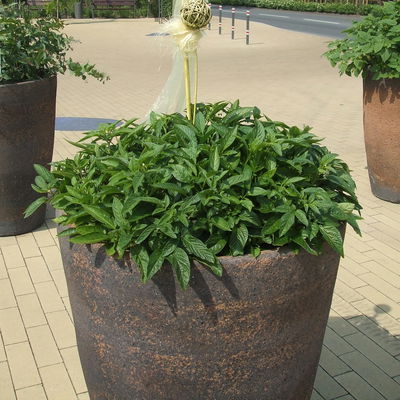 Blu Bio Pepino, Topf-Ø 12 cm, 3er Set