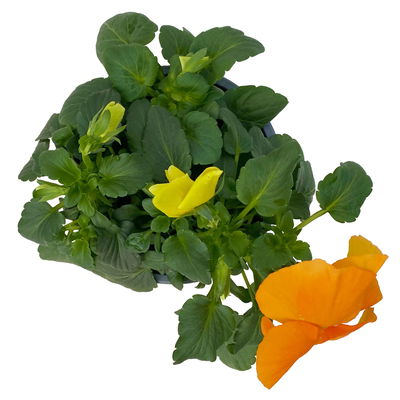Stiefmütterchen, orange, Sorte zufällig, Topf-Ø 13 cm, 6 Pflanzen