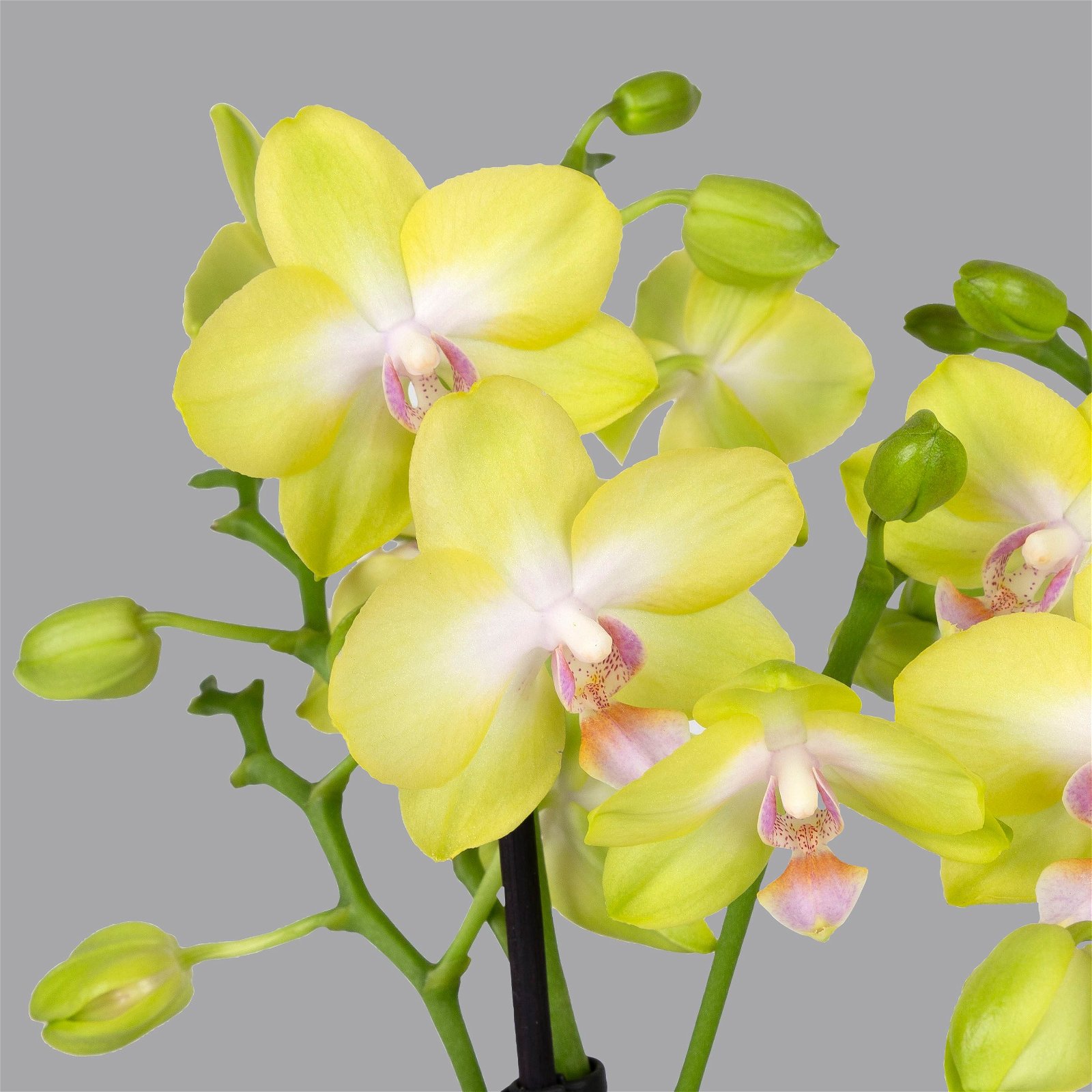 Schmetterlingsorchidee, inkl. Keramiktopf, gelb, Topf-Ø 12 cm, Höhe ca. 50 cm
