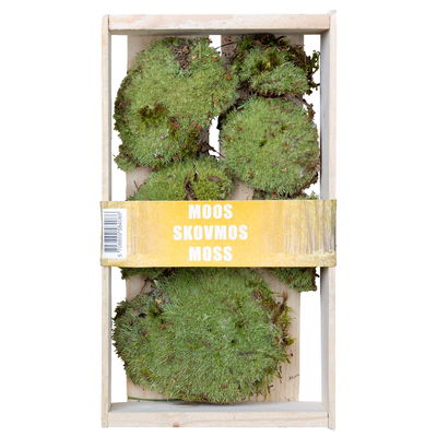 Wald-, Kugel- und Silbermoos in der Holzkiste, 3er-Set