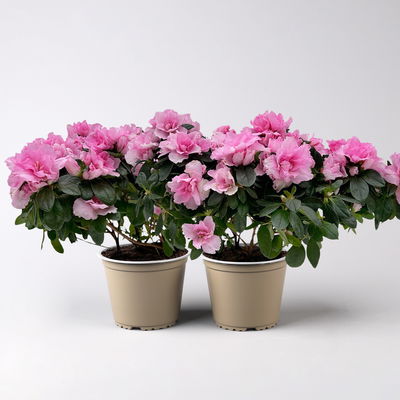 Azalee, Rosatöne, gefüllt, Topf-Ø 14 cm, 2 Stück Azalee, Rosatöne, gefüllt, Topf-Ø 14 cm, 2 Stück