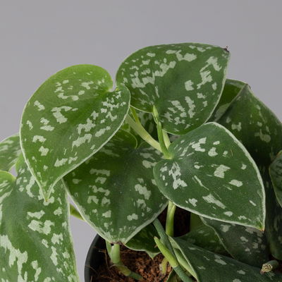 Scindapsus pictus 'Trebie', Topf-Ø 12 cm, Höhe ca. 20 cm, 3er-Set Scindapsus pictus 'Trebie', Topf-Ø 12 cm, Höhe ca. 20 cm, 3er-Set