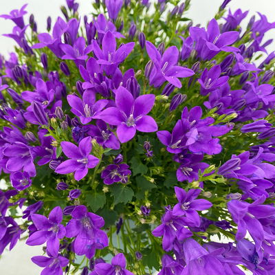 Glockenblume 'Ambella® Purple' lilablau, Topf-Ø 15 cm, 3er-Set Glockenblume 'Ambella® Purple' lilablau, Topf-Ø 15 cm, 3er-Set