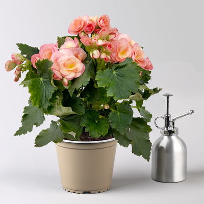 Begonie 'Hailey Sunset®', apricot, Topf-Ø 14 cm, 4 Pflanzen