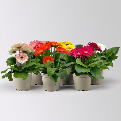 Gerbera, Farbmix zufällig, Topf-Ø 12 cm, 6 Pflanzen