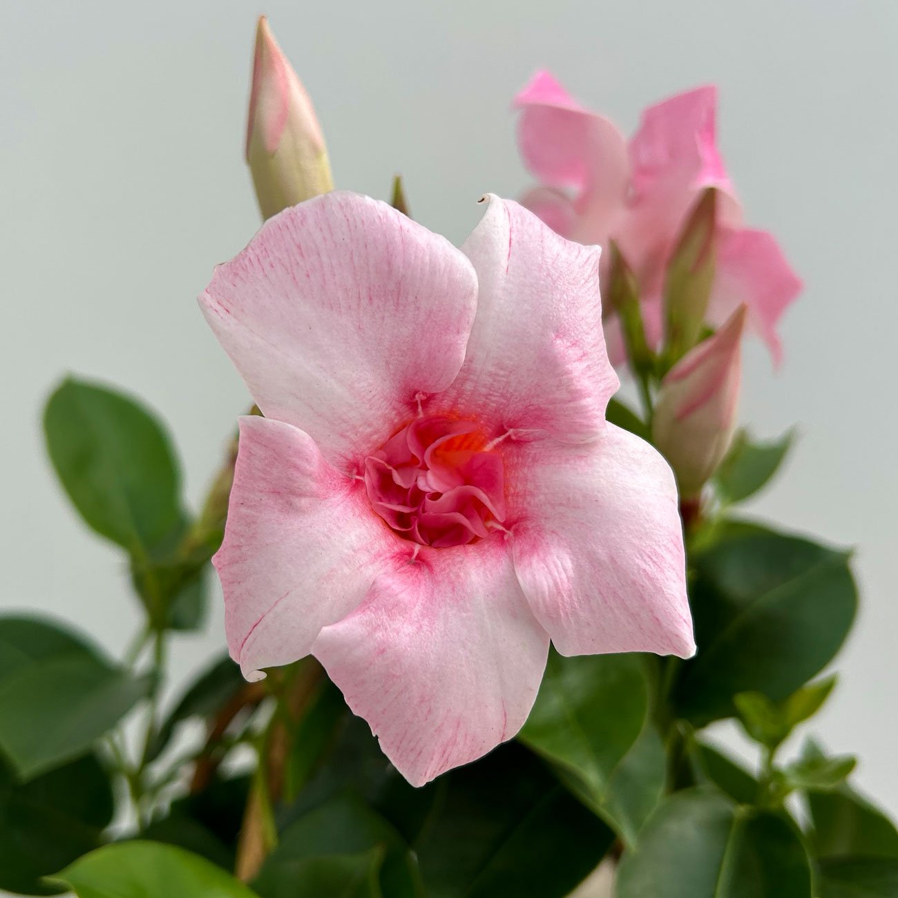 Dipladenie 'Pink Blush' rosa, gefüllt, Doppelbogen, Topf-Ø 14 cm, 2er-Set