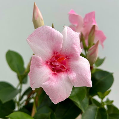 Dipladenie 'Pink Blush' rosa, gefüllt, Doppelbogen, Topf-Ø 14 cm, 2 Pflanzen Dipladenie 'Pink Blush' rosa, gefüllt, Doppelbogen, Topf-Ø 14 cm, 2 Pflanzen