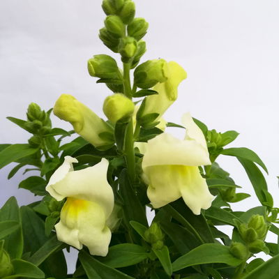 Löwenmäulchen weiß, Topf 12 cm Ø, 6 Stück