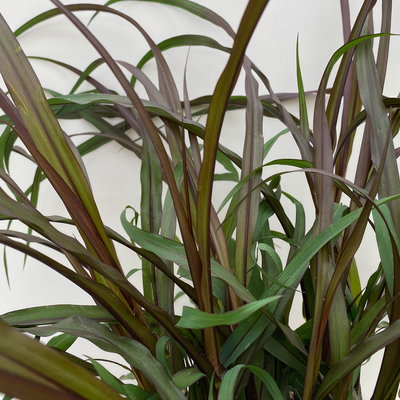 Lampenputzergras 'Vertigo',dunkellaubig, Topf-Ø 19 cm, 2 Stück Lampenputzergras 'Vertigo',dunkellaubig, Topf-Ø 19 cm, 2 Stück