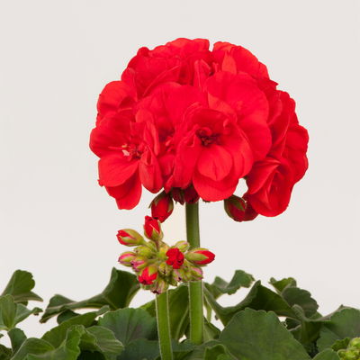 Pflanzenkreation Geranienzauber, groß, 6 Pflanzen inkl. Erde und Dünger Pflanzenkreation Geranienzauber, groß, 6 Pflanzen inkl. Erde und Dünger