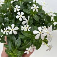 Catharanthus 'Soiree', Farben zufällig, kleinblütig, Topf-Ø 12 cm, 6 Pflanzen Catharanthus 'Soiree', Farben zufällig, kleinblütig, Topf-Ø 12 cm, 6 Pflanzen