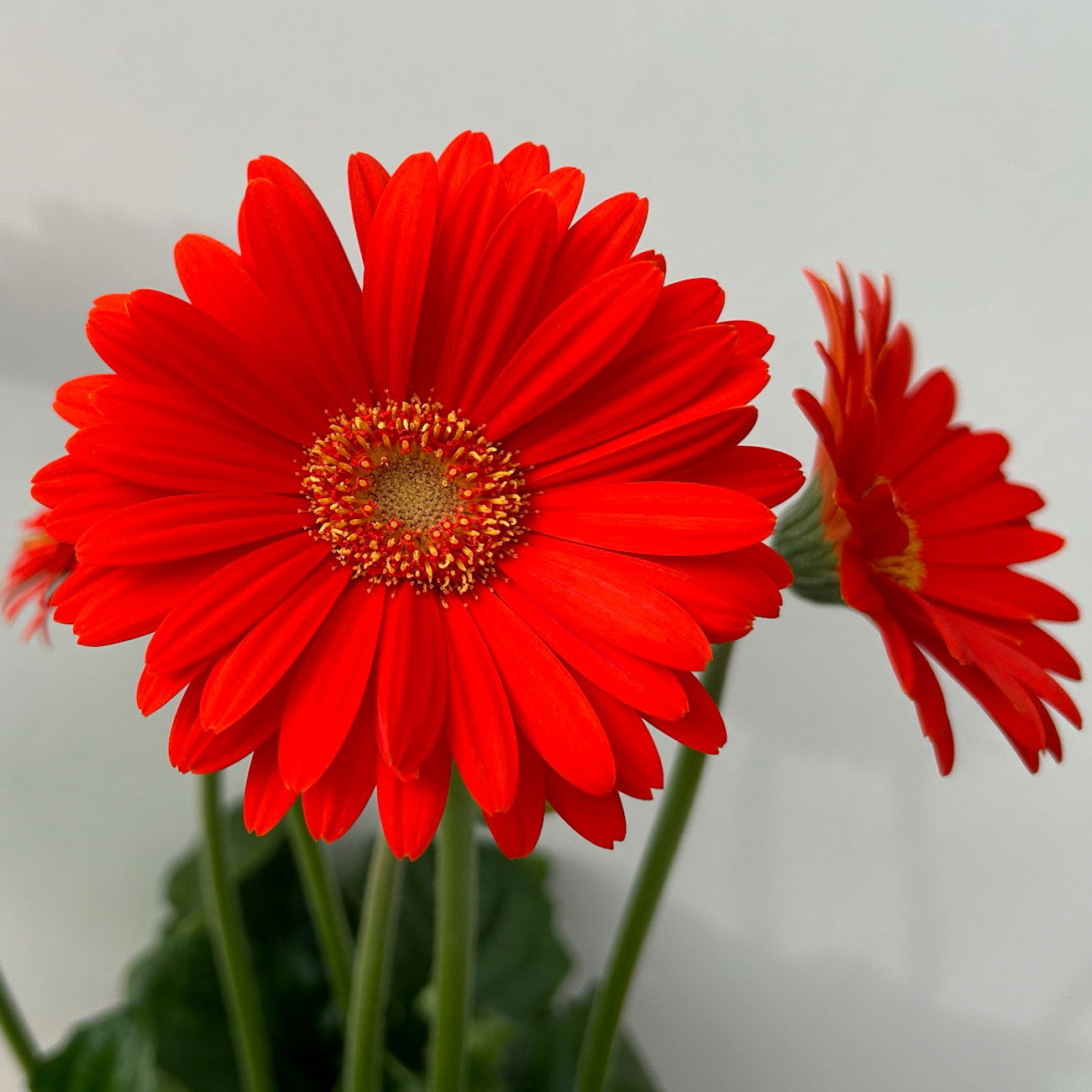 Gerbera 'Garvinea® Orange', Topf-Ø 19 cm