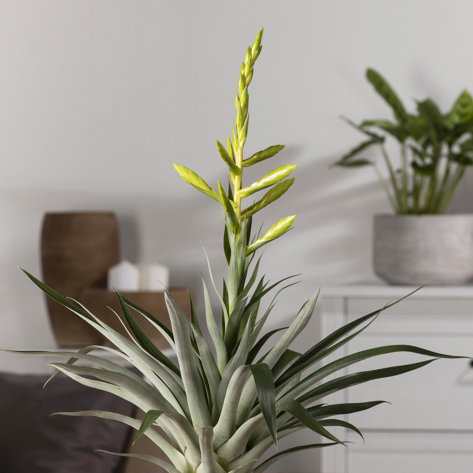 Tillandsie oerstediana, gelb, im Übertopf Vibes gelb, Topf-Ø 12 cm Tillandsie oerstediana, gelb, im Übertopf Vibes gelb, Topf-Ø 12 cm