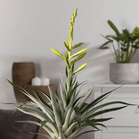 Tillandsie oerstediana, gelb, im Übertopf Vibes gelb, Topf-Ø 12 cm Tillandsie oerstediana, gelb, im Übertopf Vibes gelb, Topf-Ø 12 cm