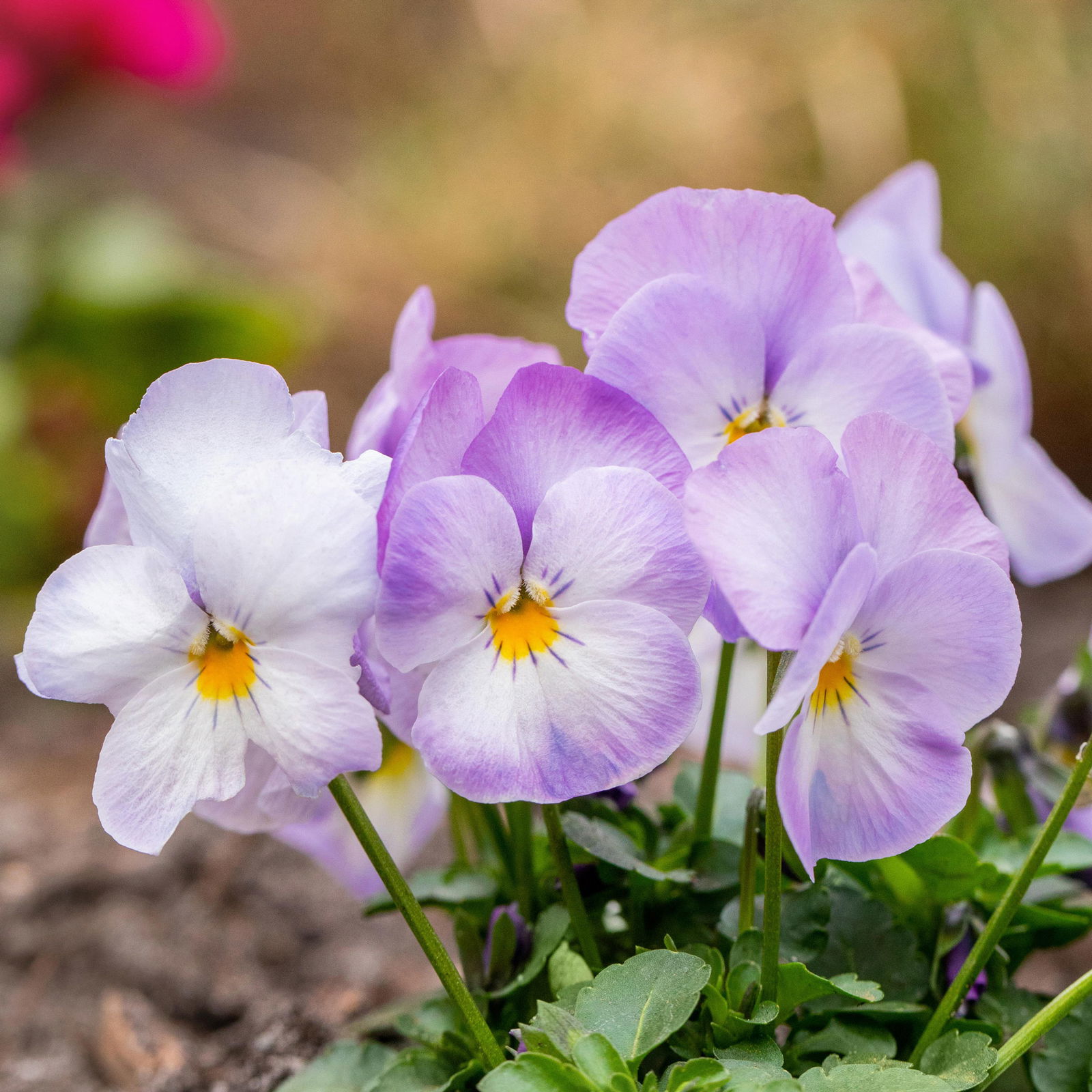 Pflanzen-Set Lila Frühlingsboten, 12 Pflanzen inkl. Erde