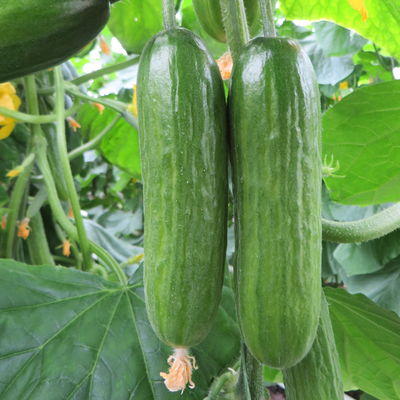 Blu Bio Mini-Snack-Gurke ‘Lunchbox F1‘, Topf-Ø 12 cm, 6er Set Blu Bio Mini-Snack-Gurke ‘Lunchbox F1‘, Topf-Ø 12 cm, 6er Set