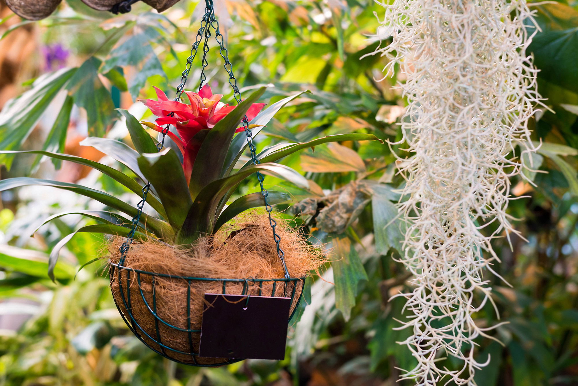 Guzmania eingepflanzt in Hängeampel Guzmania eingepflanzt in Hängeampel
