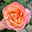 Edelrose 'Saloon'®, orange, Topf 5 Liter, 4 Pflanzen